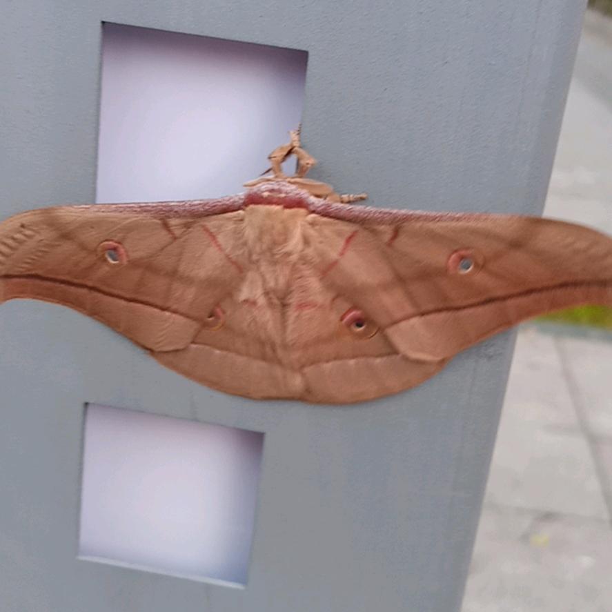 🚬᭄ཽ࿆老喃哎࿐ོ