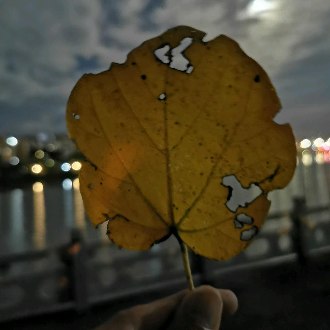 秋天那一束光