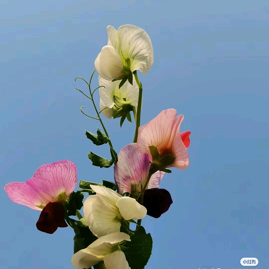 明天见小倩