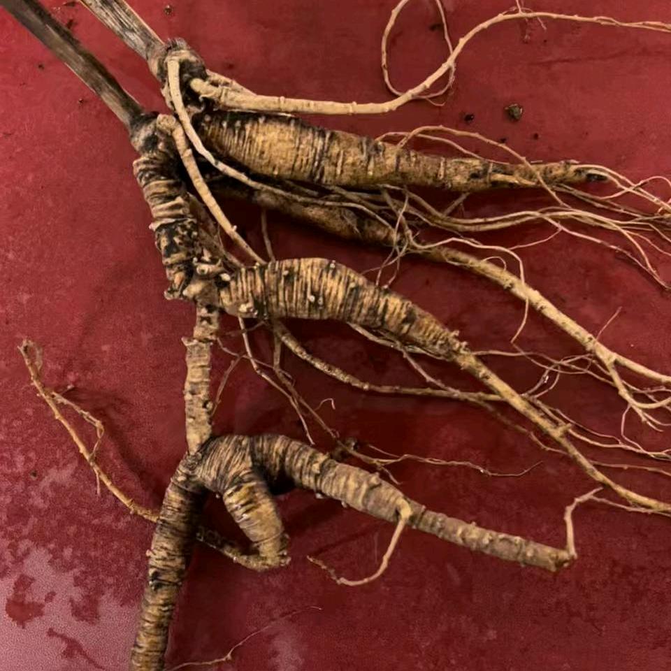 聚鑫参茸生活坊