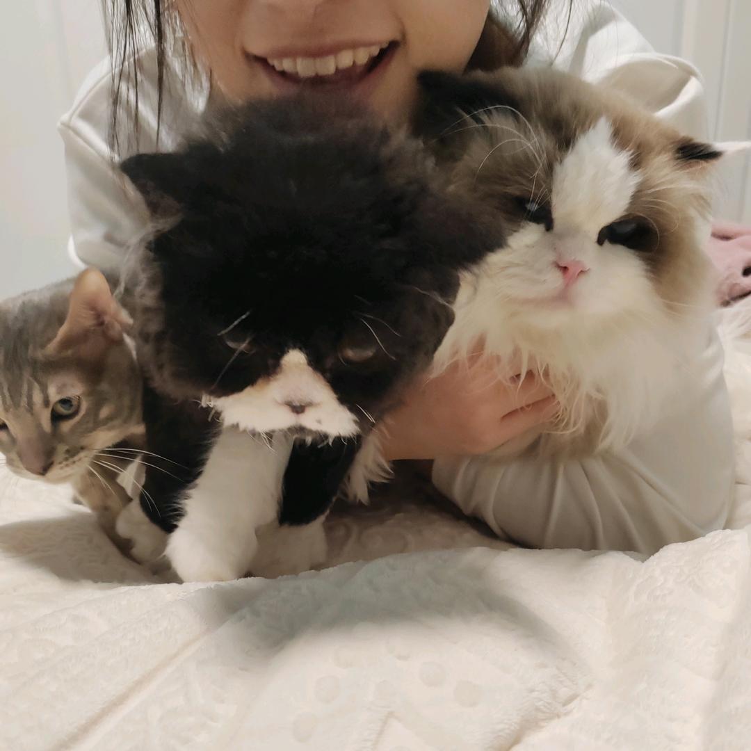 阿无的猫猫们