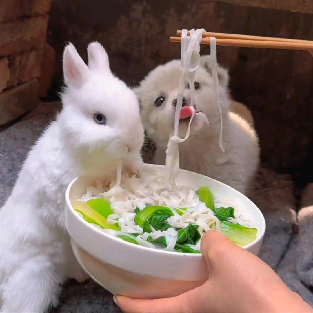 高品质越野车爱好者