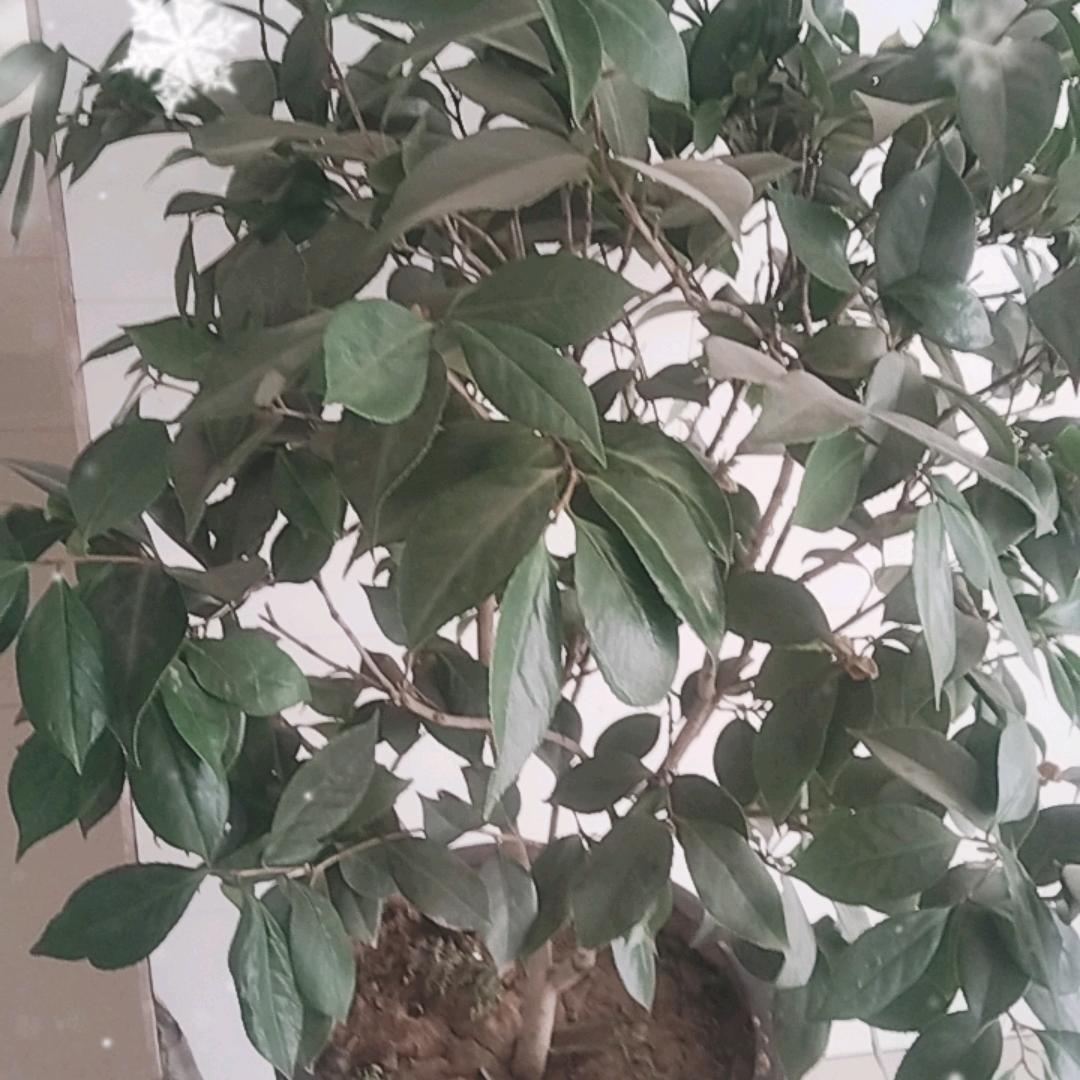 🌺好月圆
