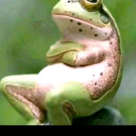 二龙戏珠的蛤蟆②