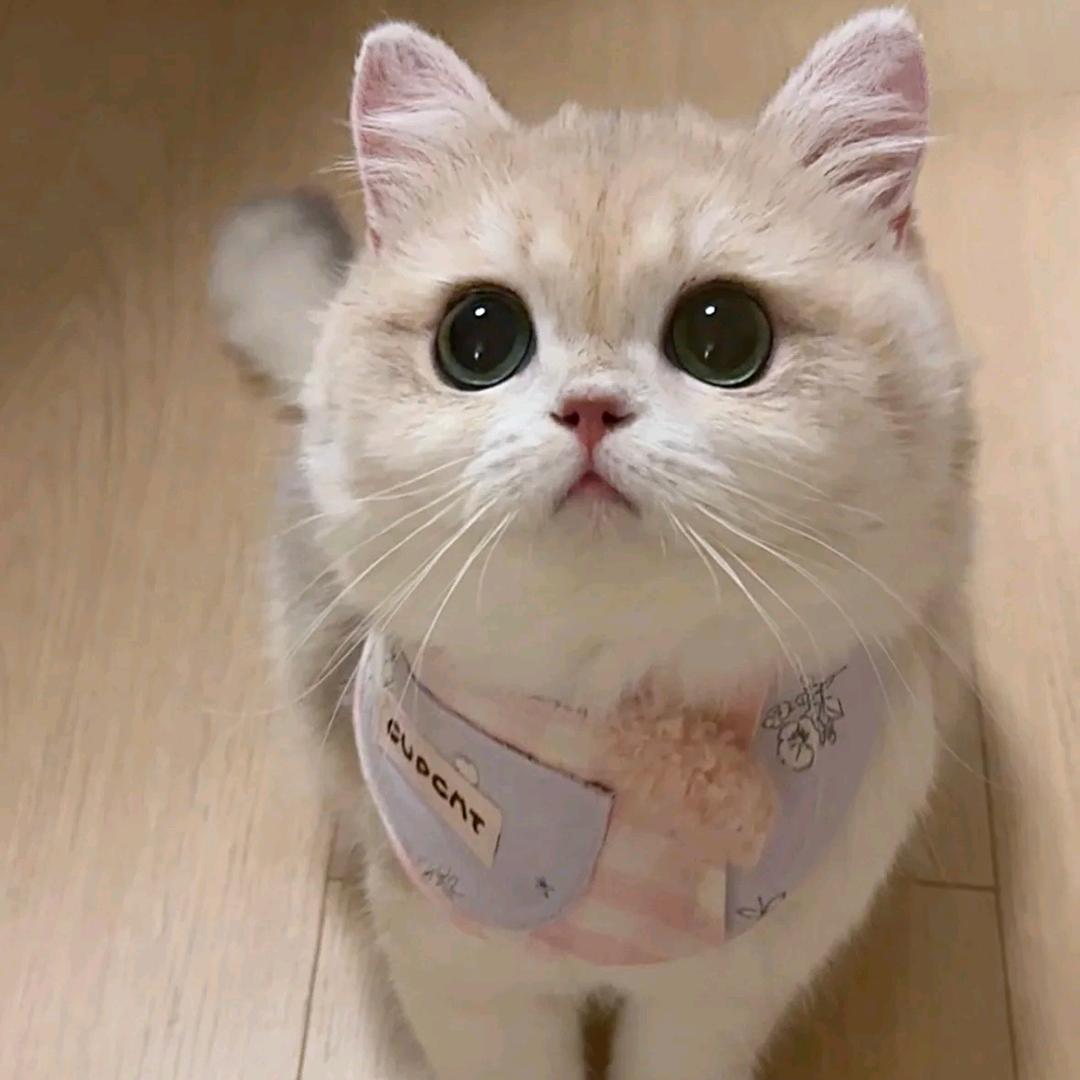 婉婉