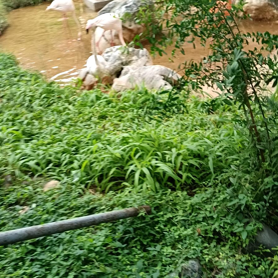 健嘉八