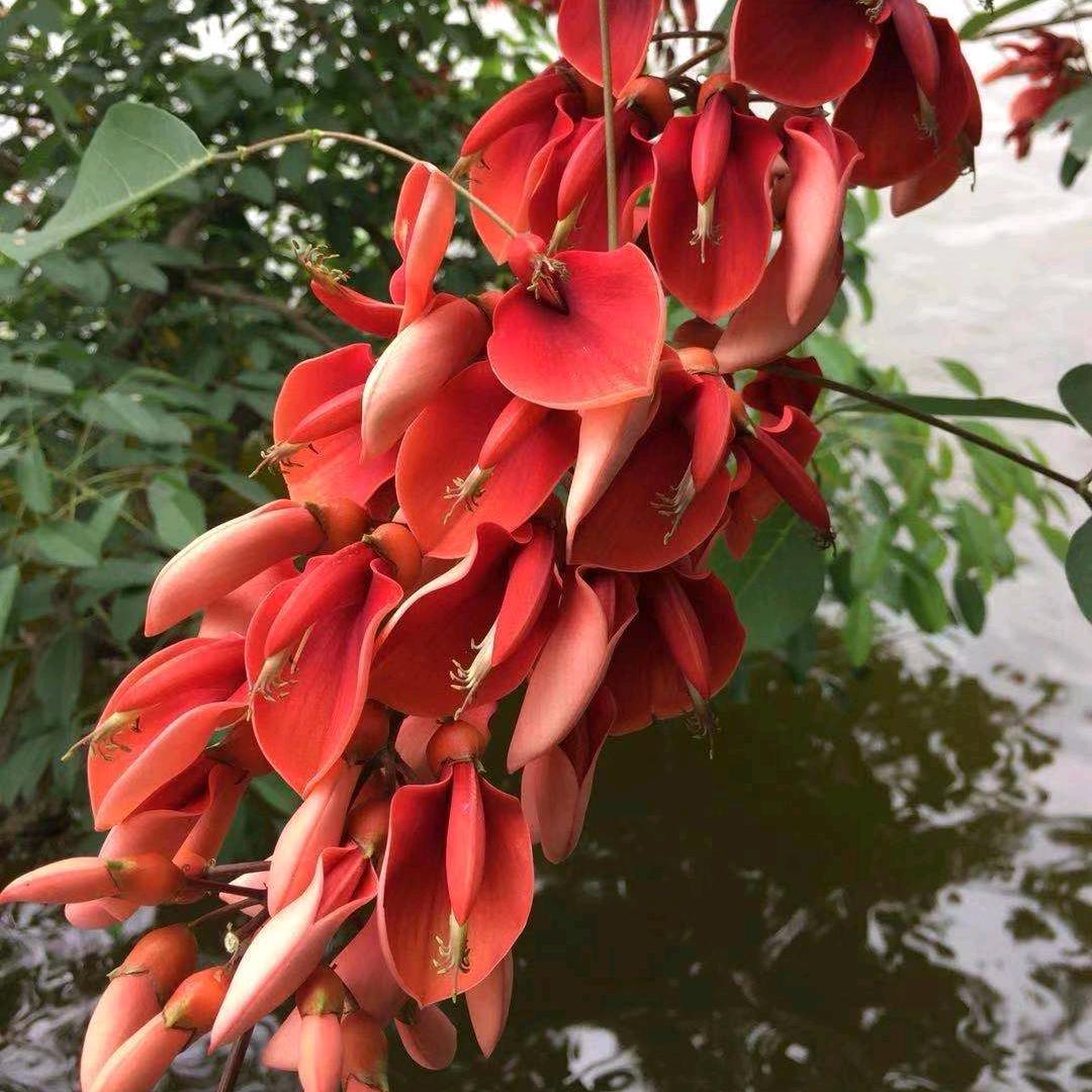 🔥吉祥如意🔥