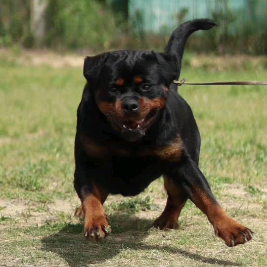 觉罗犬舍（直播号）