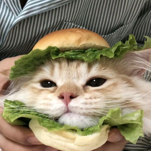 生菜生菜（发财版）