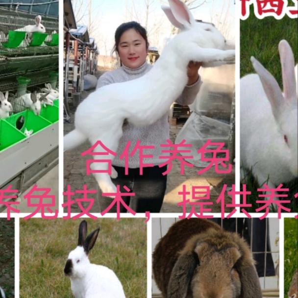养兔