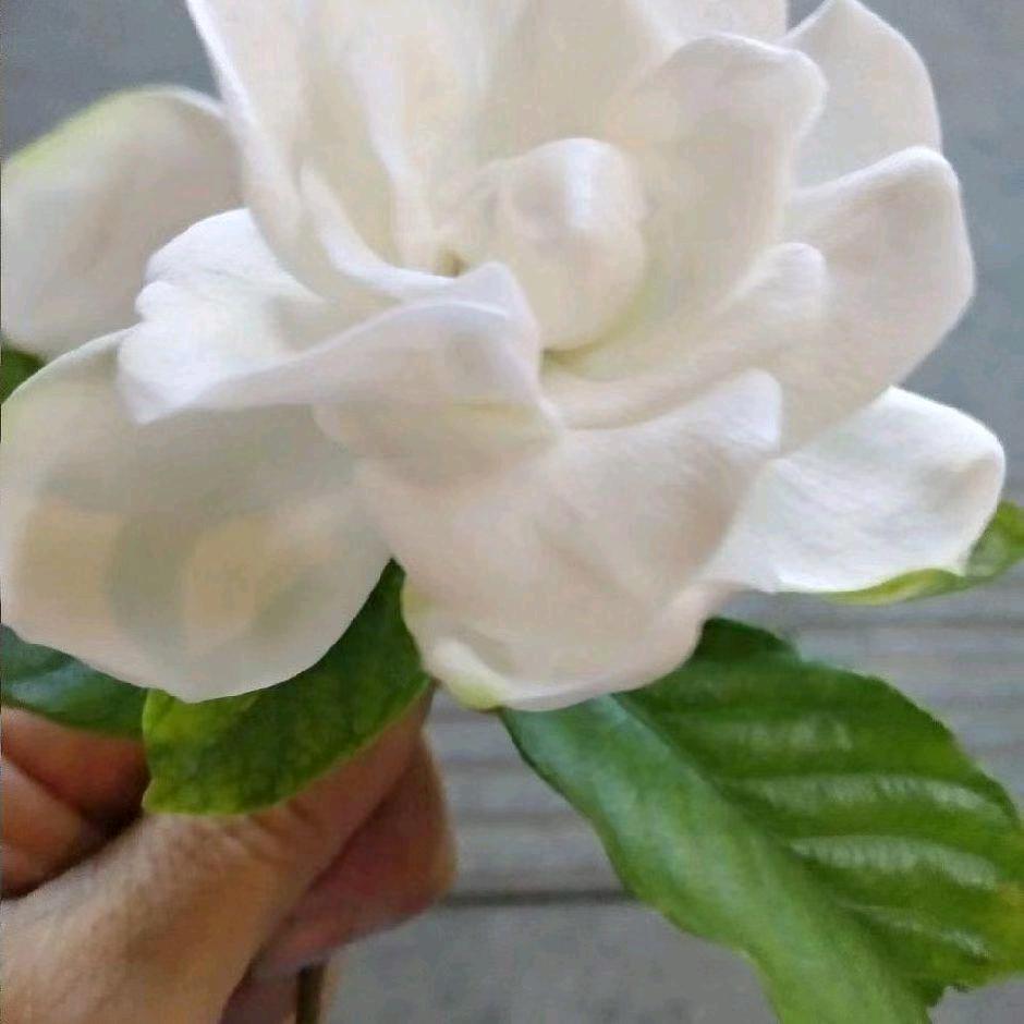 一帆风顺🌹
