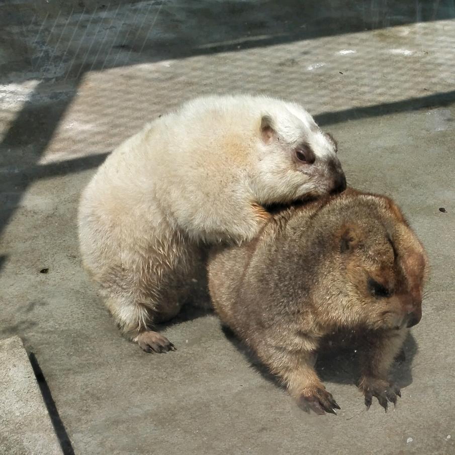 福