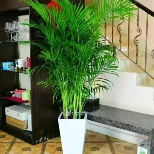 🌹💞封心锁爱🌺🌺
