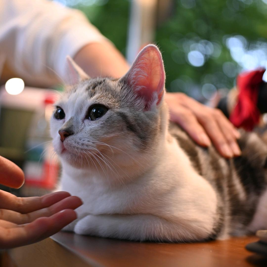 添禧宠物优品小铺