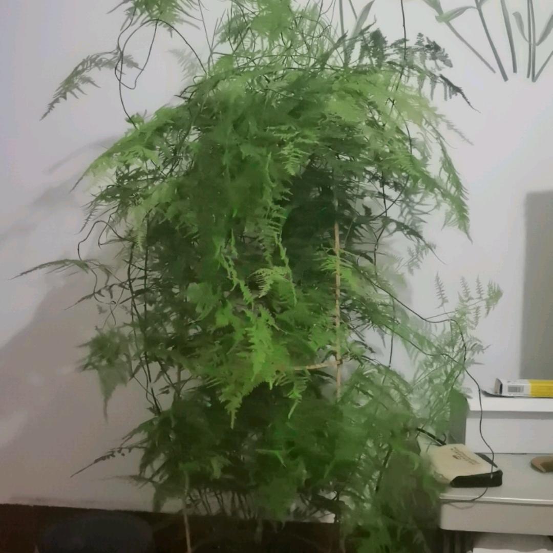 辉哥