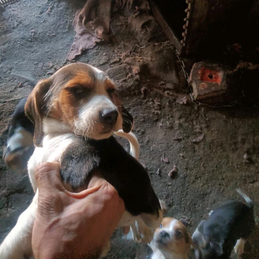 讨论小狗纯不纯有流浪狗的我可以接受领养