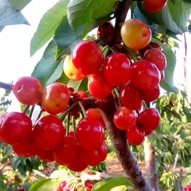 🍒樱桃姐🍒，