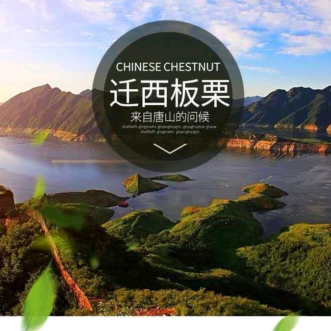 晓超迁西板栗代收批发