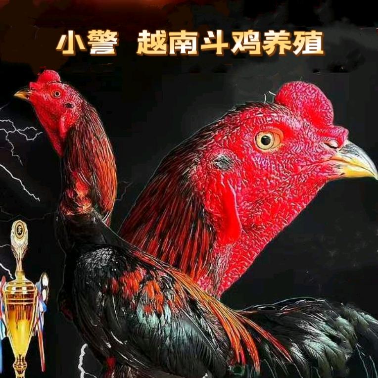 小警  专业斗鸡养殖