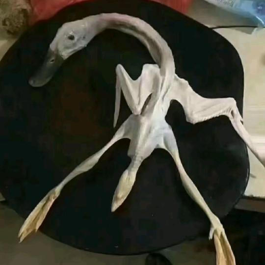 我奶常扇赵子龙