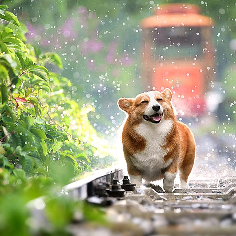 朵妈