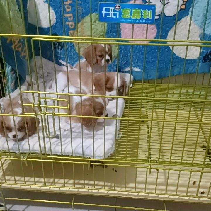 家有毛孩（查理王）