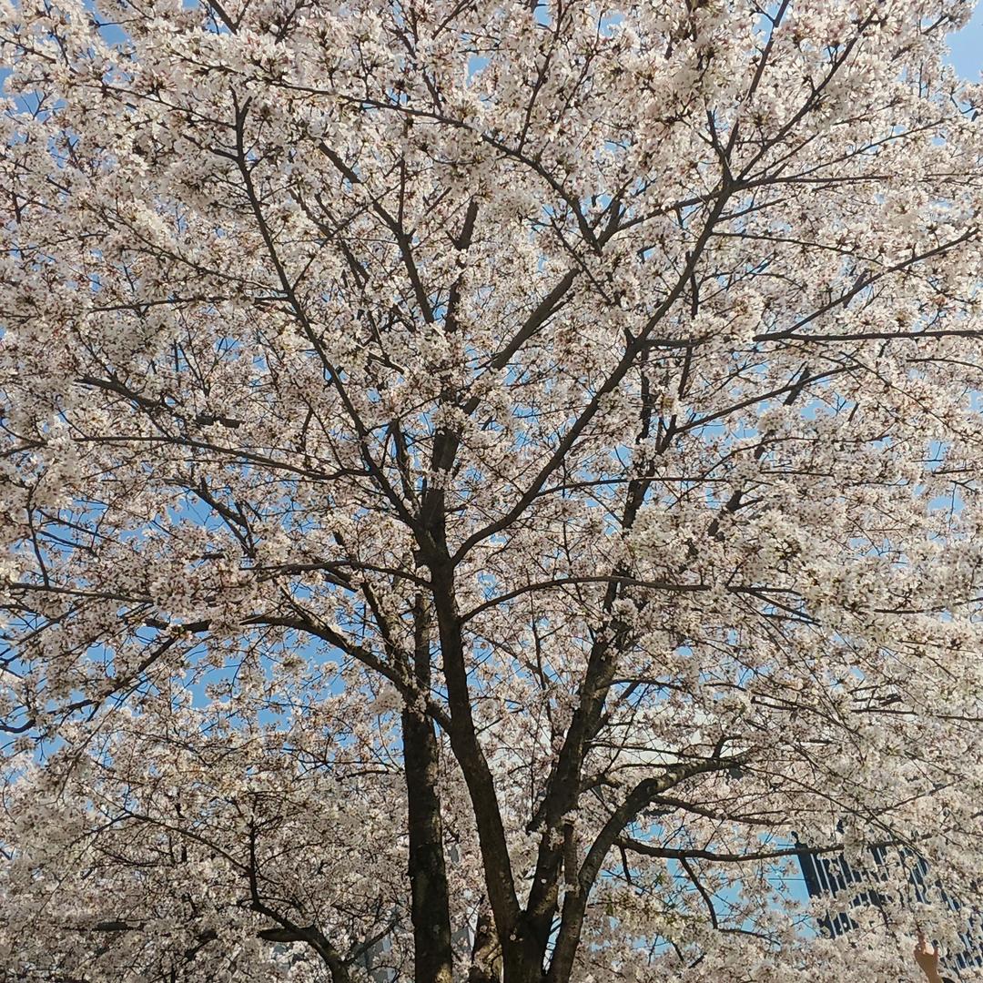 玫瑰花王子