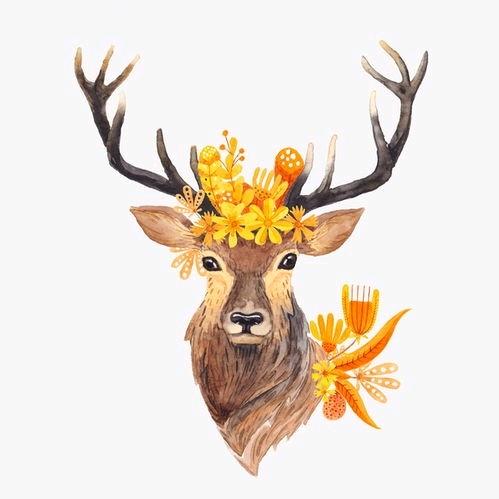 迷路🦌