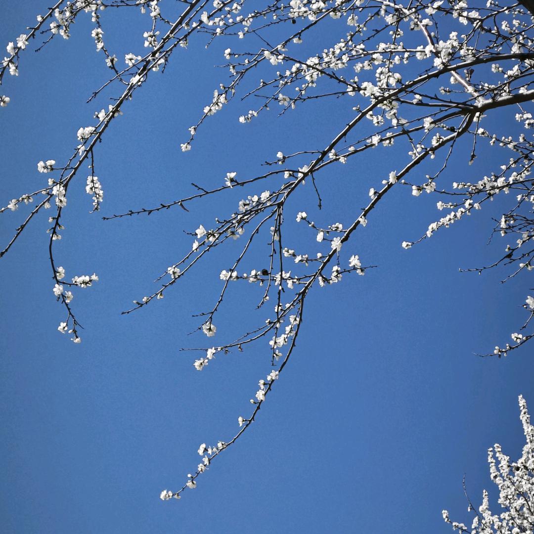南风过境，不留迹