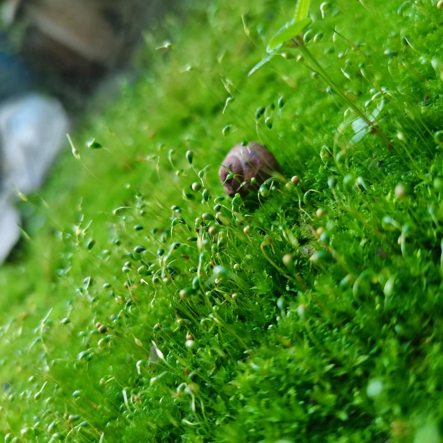 牵着蜗牛散步