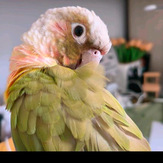 大宝和肉宝