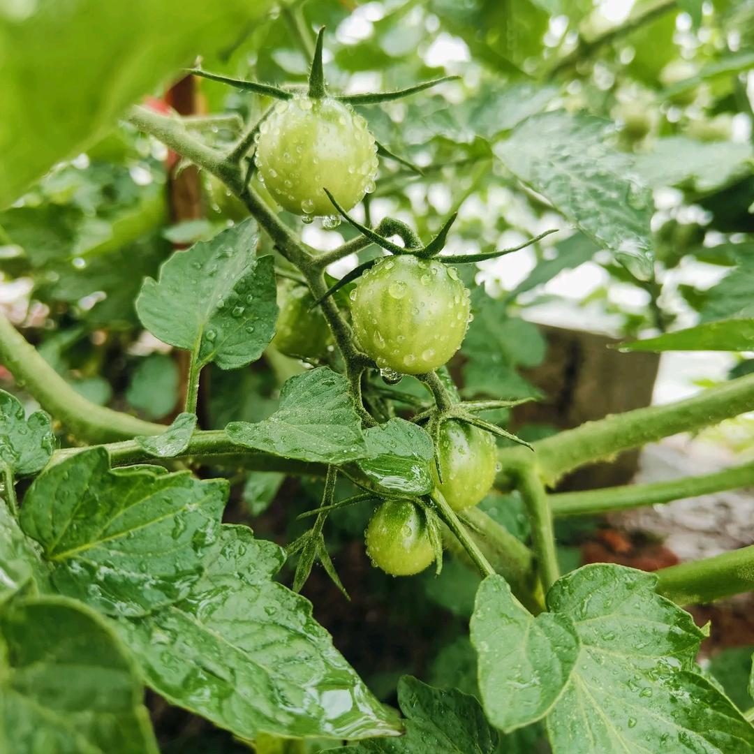 不会翻锅的厨师
