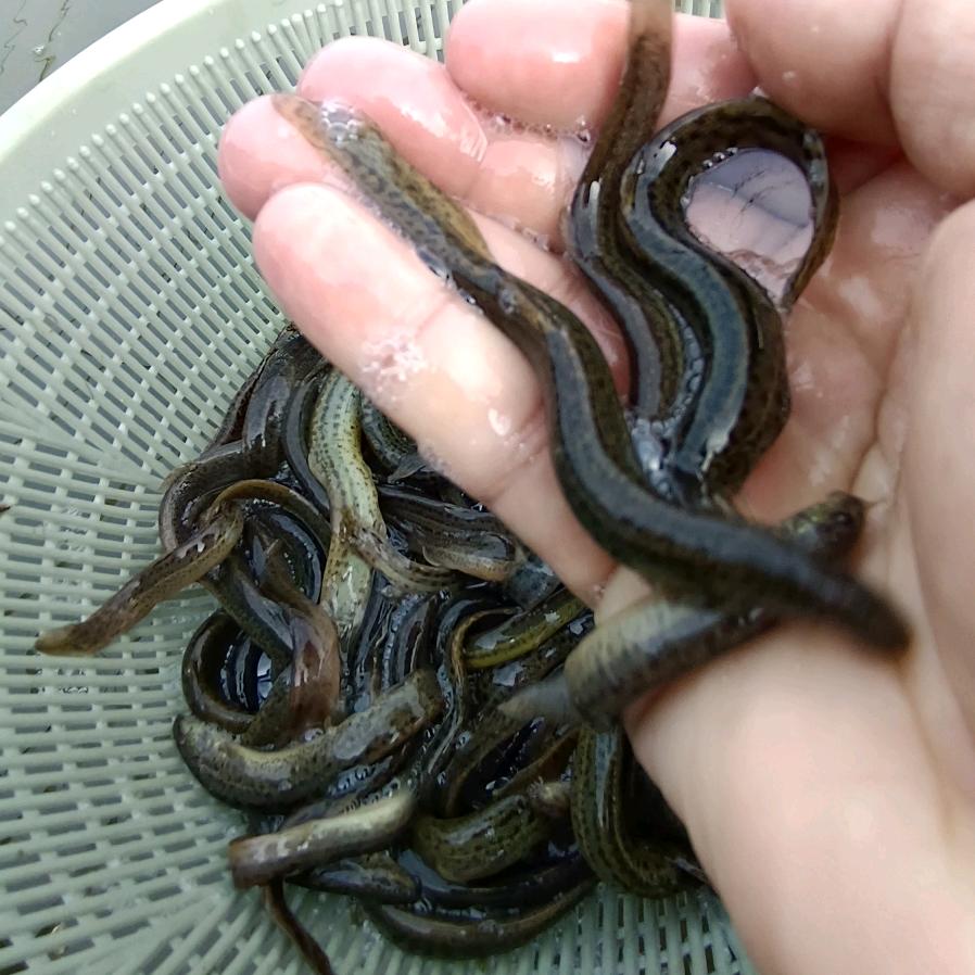锦润水产泥鳅养殖孵化基地