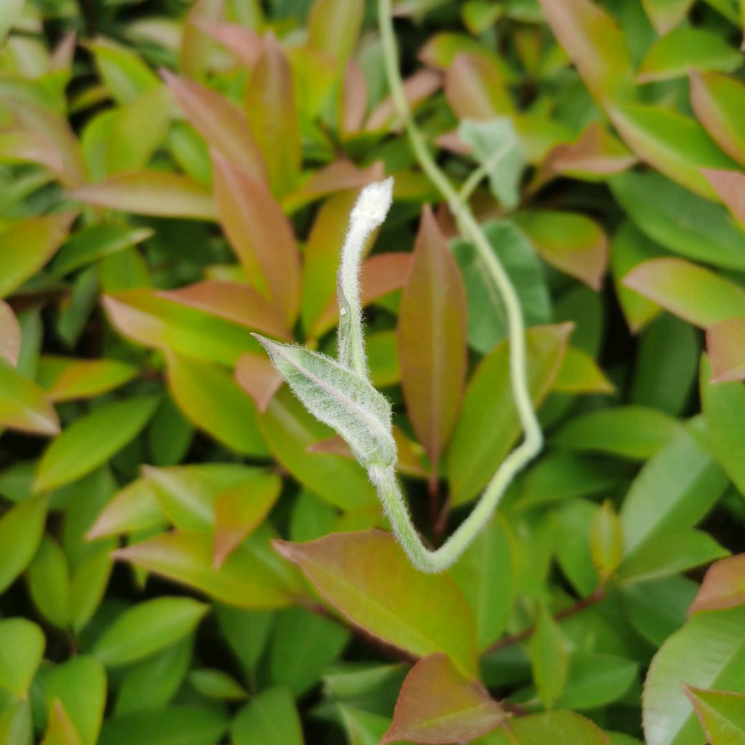 马跑泉超越家电