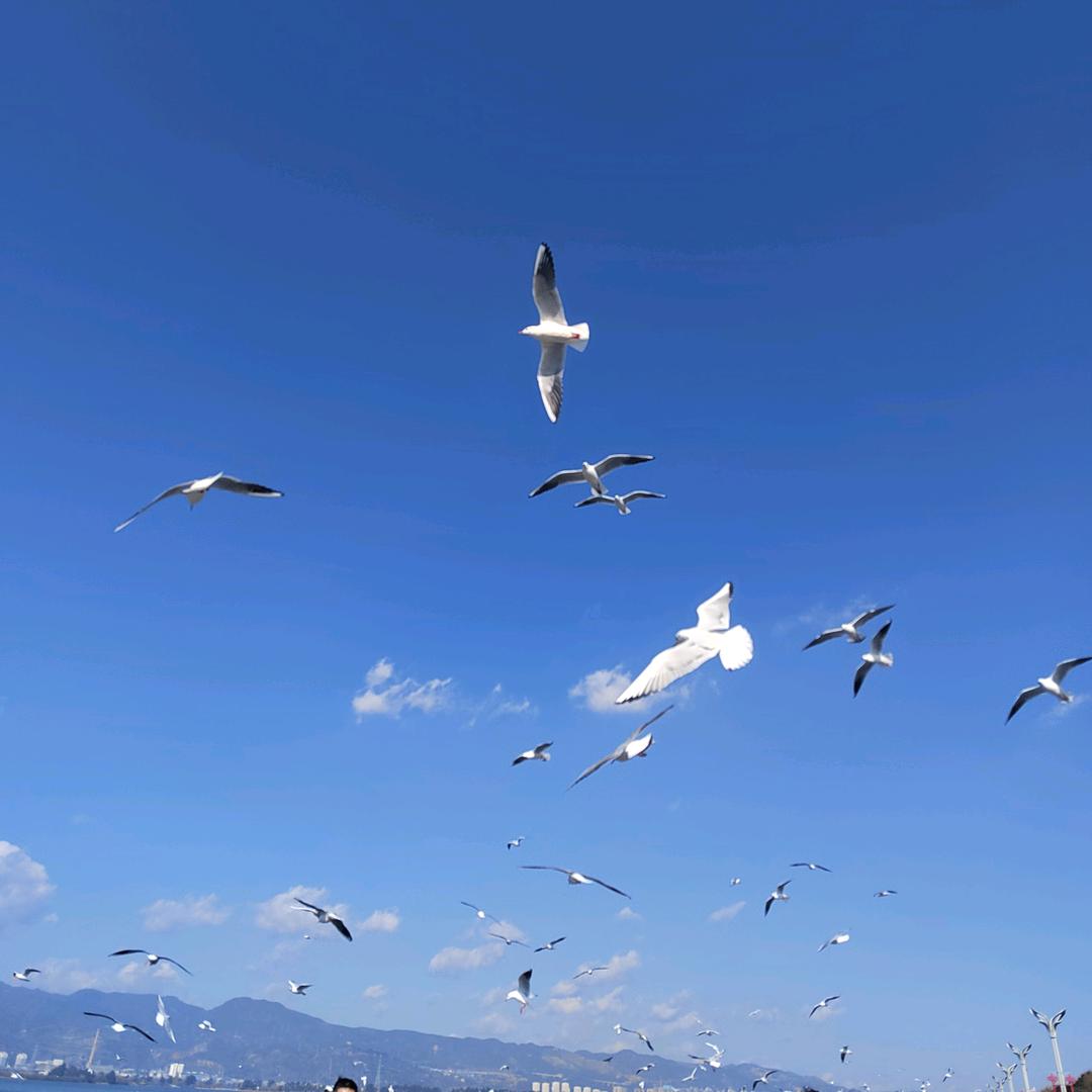 小蜜蜂