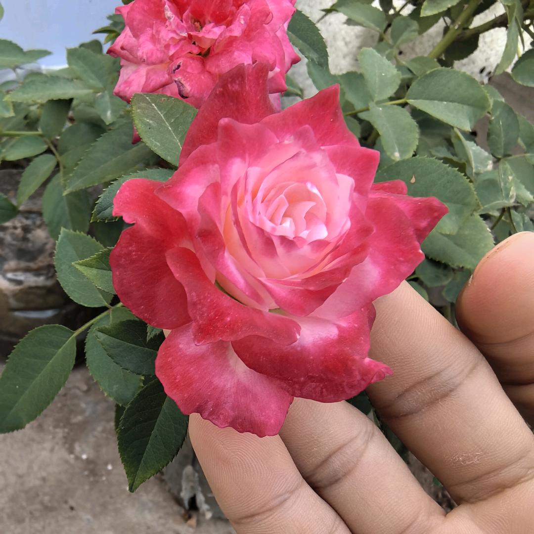 新新爱种花
