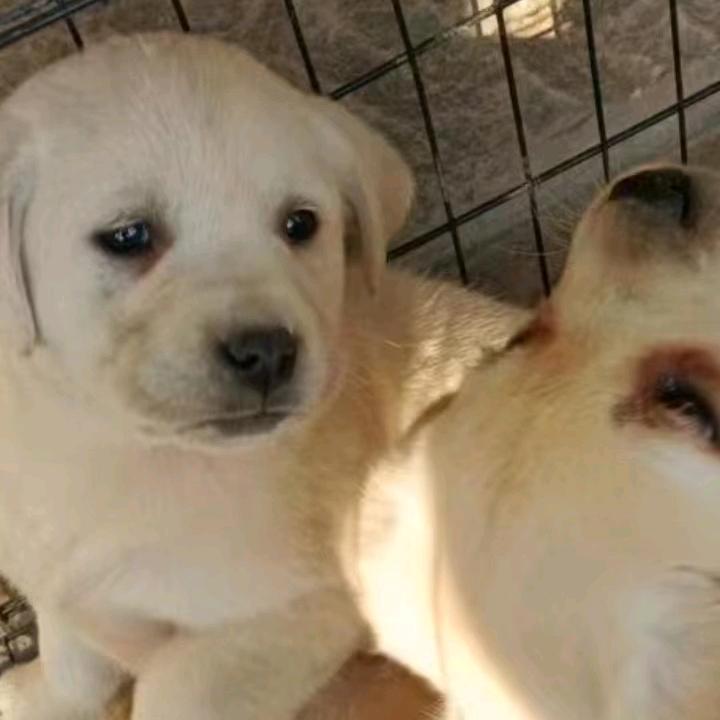 成博犬业
