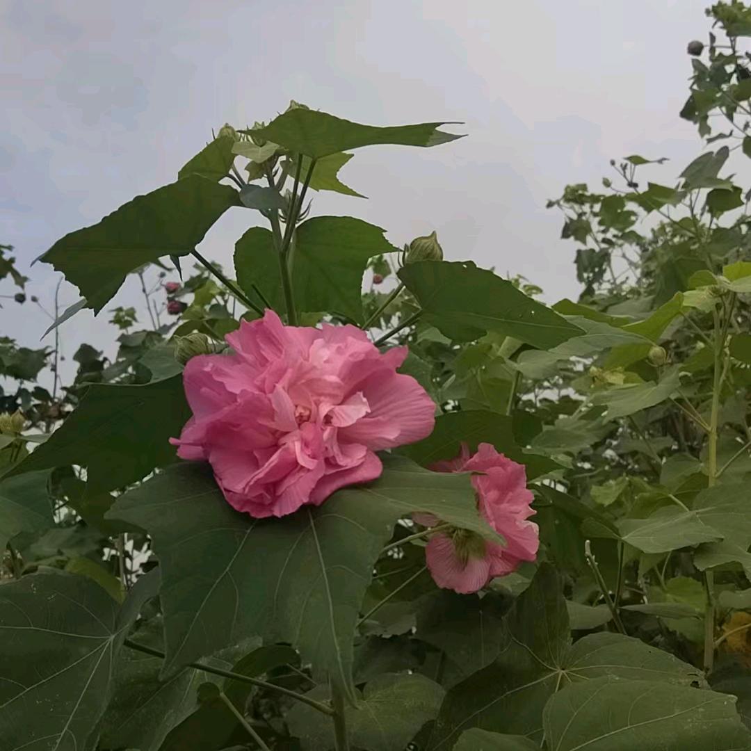 💋心想[爱心]事陈꧔ꦿ᭄࿐