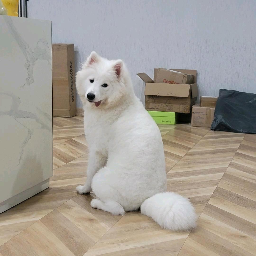 甜甜is萨摩耶耶耶耶~