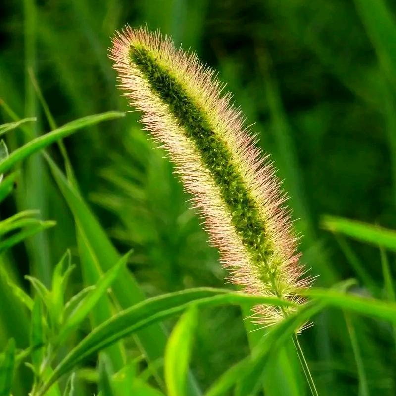 深山小草