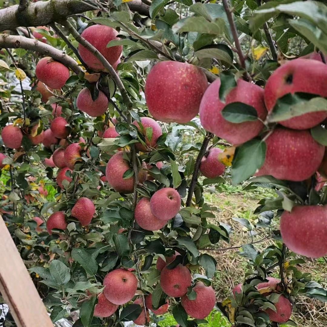 昭阳区珍煊水果店