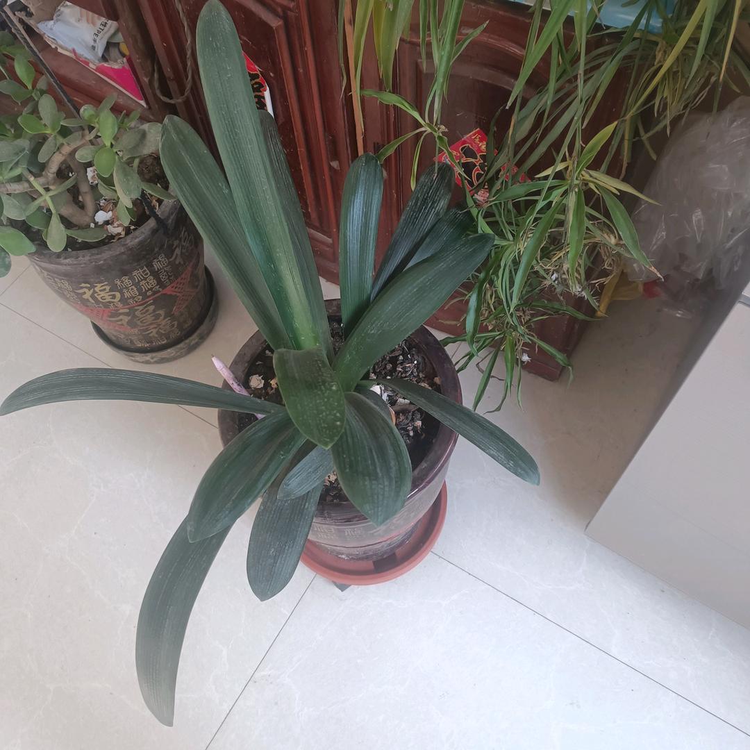 贵在自立