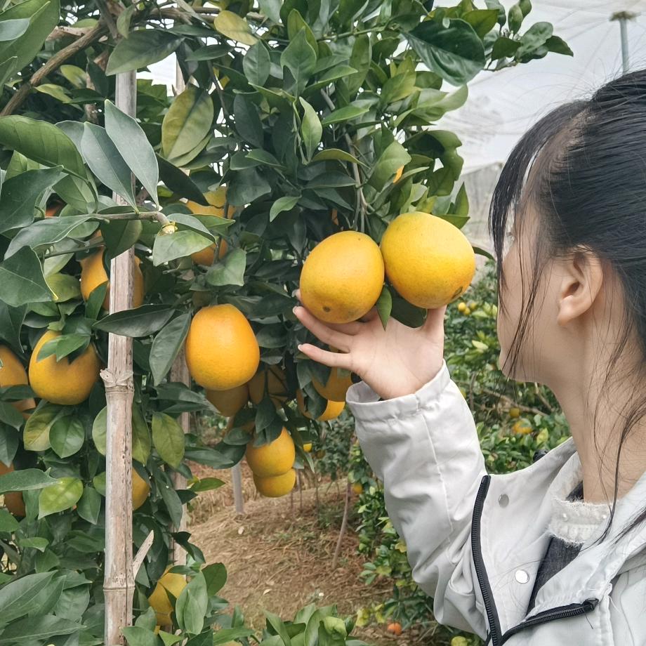 会昌琳琳【正宗赣南脐橙】