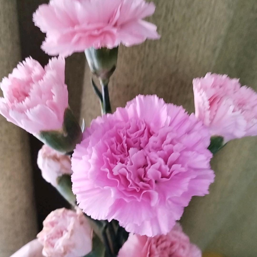 太阳花儿