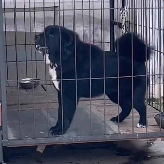 花继续开🐶