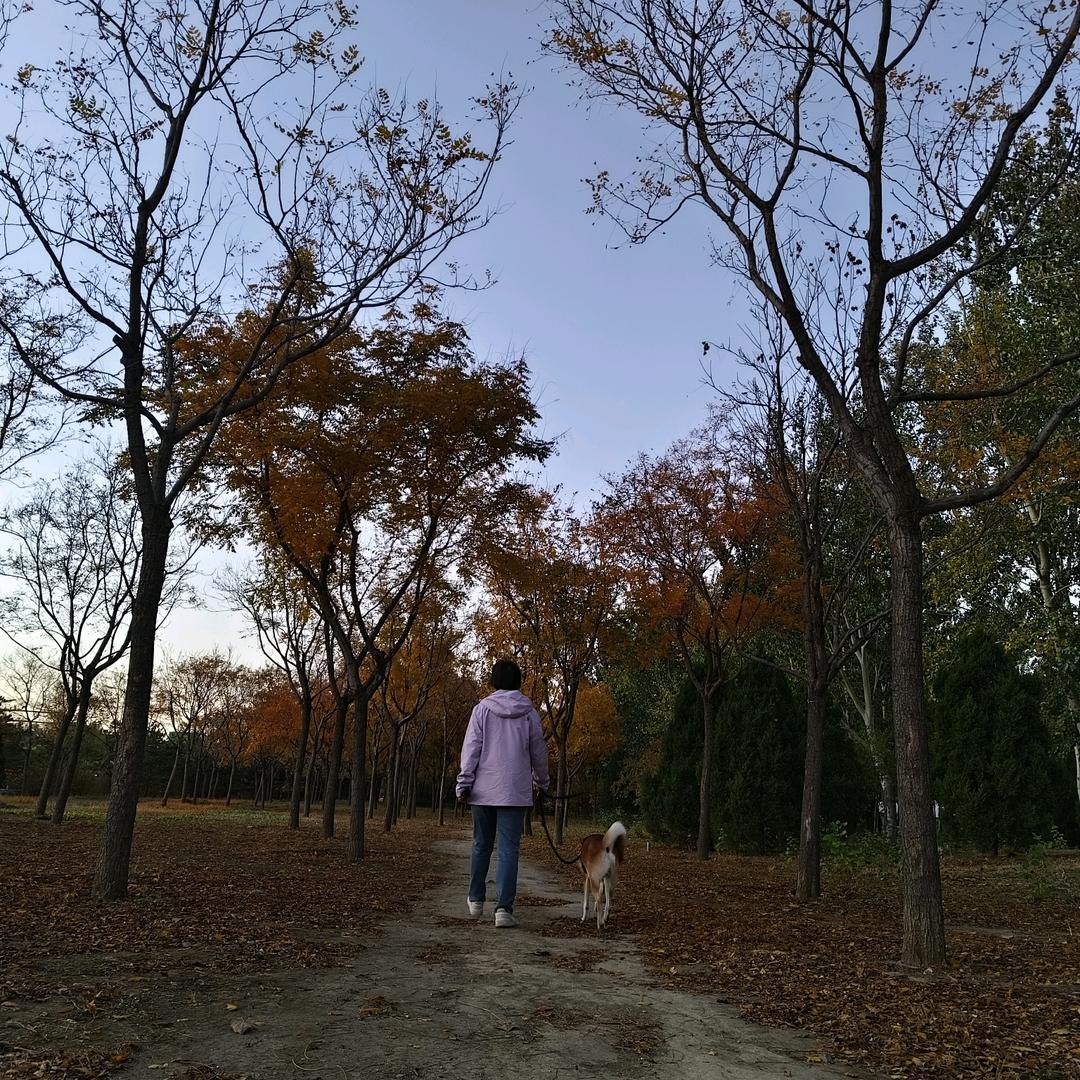 蔷薇