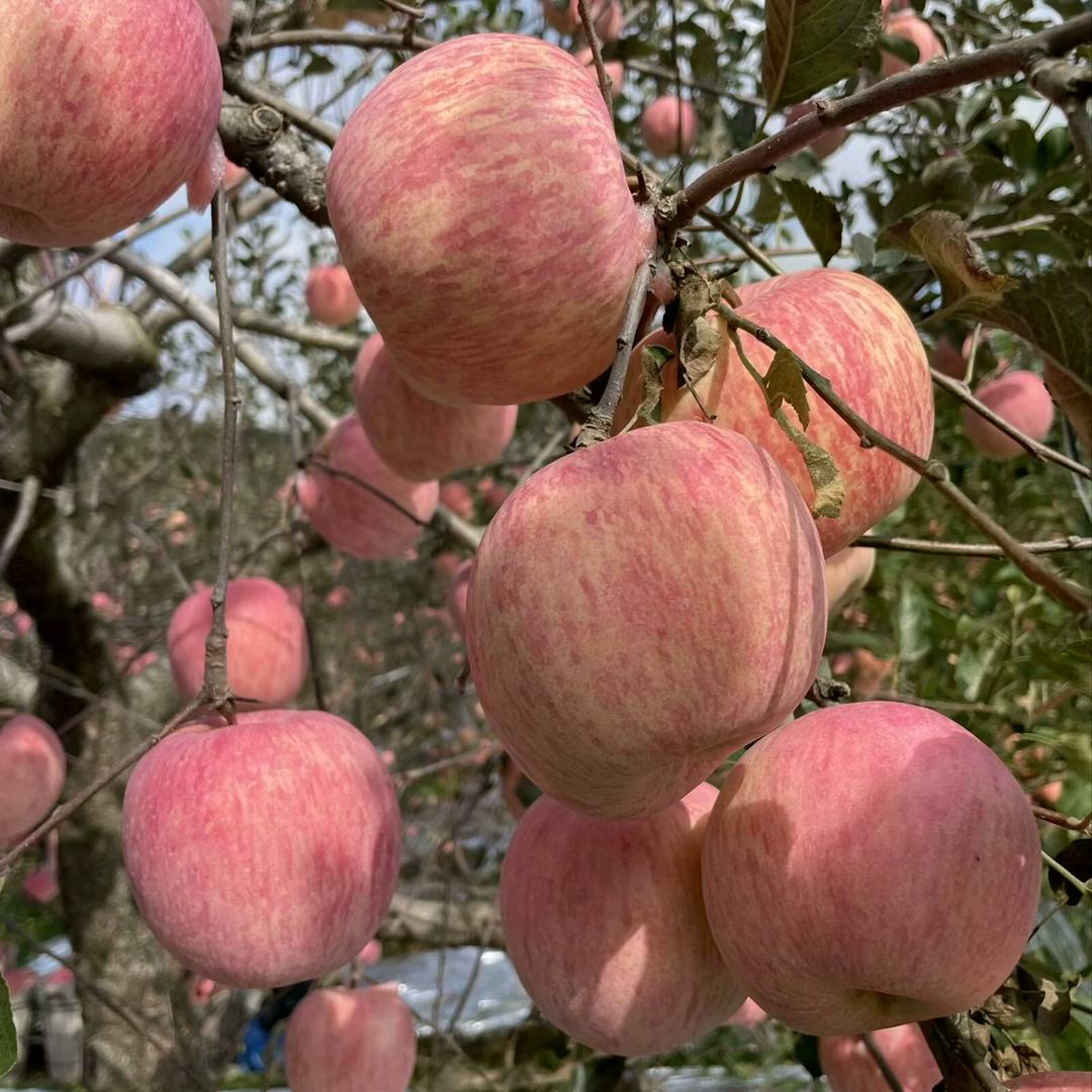 阳光