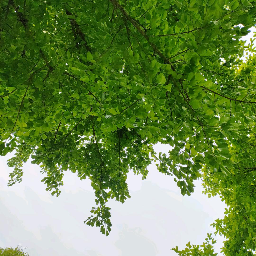 微微吖助力号（开播号在主ye）早9.20