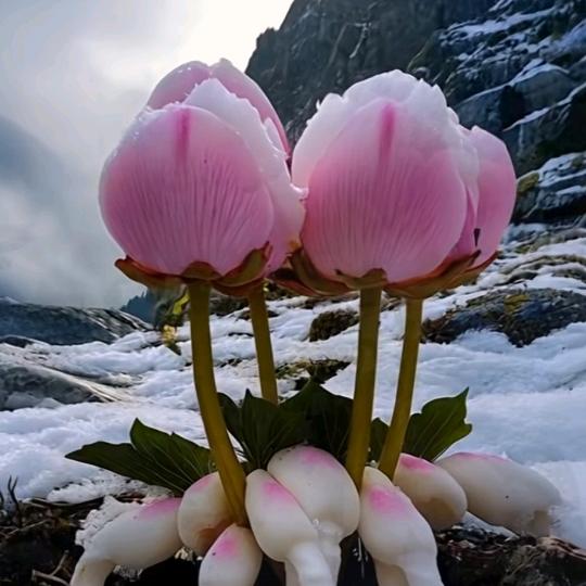 🌲we well be happy🍧