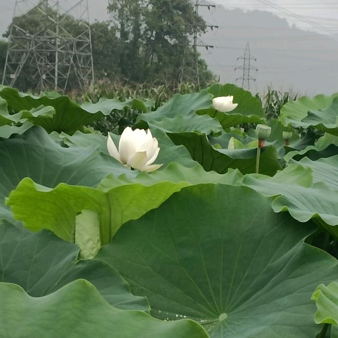 慧
